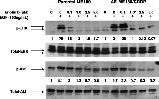 Fig. 2. Effect of erlotinib on phosphorylation of MAPK (ERK1/2) and Akt in ME180 parental and AE-ME180/CDDP cells. Cells were incubated in medium containing the indicated concentrations of erlotinib for 2 hours. At the end of the 2-hour incubation, 100 ng/mL EGF was added for 5 minutes. Total cellular lysates were prepared and separated by 12% SDS-PAGE. After transferring to a nitrocellulose membrane, blots were probed with anti-phospho-ERK1/2, anti-ERK1/2, anti-phospho-Akt, or anti-Akt antibodies, respectively. Relative changes of pERK1/2 and pAkt levels were quantified by densitometric analysis and normalized to the densitometric value of basal pERK1/2 or basal pAkt (ratios as listed under each corresponding band). IC50 values of erlotinib in ME180 parental cells and AE-ME180/CDDP-resistant cells (see Table 3).