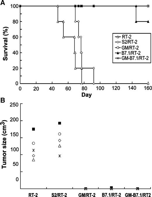 Fig. 2. Animal survival curves and tumor sizes of s.c. gliomas genetically engineered to express GM-CSF, B7.1, or both GM-CSF and B7.1. S.c. tumors were induced by injecting 1 × 106 RT-2 cells into the right flanks of the rats. Tumorigenicity of RT-2, S2/RT-2, GM/RT-2, B7.1/RT-2, and GM-B7.1/RT-2 cells in s.c. tissue was investigated. A, animal survival curve; B, tumor sizes measured on the day the last rat in the control groups died were used for comparison. If the rats died before that day, tumor sizes measured at death were adopted for comparison. Tumor sizes in the control groups (RT-2 and S2/RT-2 tumors) were significantly larger than those of the GM/RT-2, B7.1/RT-2, or GM-B7.1/RT-2 groups (Mann-Whitney U test, P < 0.05).
