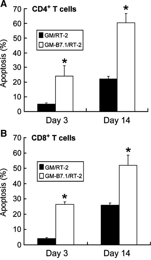 Fig. 6. Increased apoptosis of infiltrating T cells at the vaccine sites of rats treated with GM-B7.1/RT-2 tumor vaccine. Rats were s.c. inoculated with either live GM/RT-2 or GM-B7.1/RT-2 cells in the right flank, and vaccine site tissues were removed on day 3 or 14 after inoculation. Infiltrating T cells were isolated and stained with anti-rat CD4 or anti-rat CD8 antibody and Annexin V and then analyzed with FACScan. Percentages of apoptotic CD4+ or CD8+ T cells were determined by dividing the cell number of the Annexin V–positive CD4+ or CD8+ T cells by the total CD4+ or CD8+ T cells, respectively. Columns, mean of three independent experiments; bars, SD. *, P < 0.003 for GM/RT-2 versus GM-B7.1/RT-2 (Student's t test).