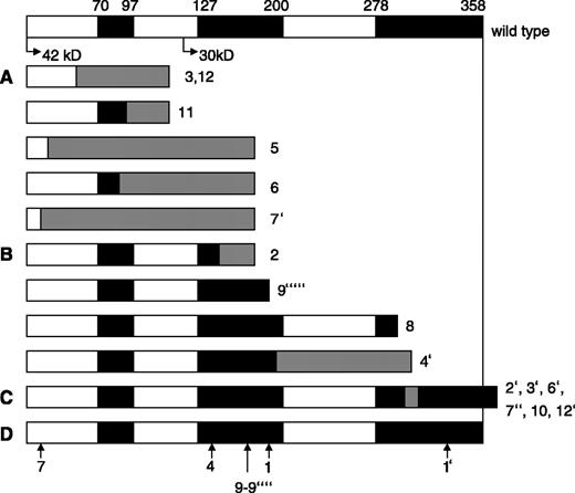 Fig. 1. Diagram of proteins encoded by wild-type and mutant CEBPA alleles. Locations of the amino acids corresponding to transactivation (black bars) domain 1 (79-97) and domain 2 (127-200), and the basic zipper domain (278-358; black bar). In-frame initiation codons at amino acids 1 and 120 encoding proteins of 42 and 30 kDa. A, proteins encoded by six NH2-terminal mutants. The mutant peptide contains wild-type CEBPA sequence (white bars or black bars) followed by a shift of the reading frame (shaded bars) encoding a novel peptide before termination at a novel stop codon. B, four mutants were located at the COOH-terminal encoding novel stop codons (8 and 9‴″) or leading to a frame shift with subsequent truncation by a novel stop codon (2 and 4′). C, these six mutants were in-frame insertions within the basic zipper domain. D, point mutations with changes of the amino acids were seen in four patients.