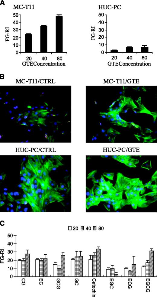 Fig. 1. Effects of GTE on actin polymerization in MC-T11 and HUC-PC cells. A, dose-response effect of GTE on FG-RI. MC-T11 and HUC-PC cells treated with various concentrations (20, 40, 80 μg/mL) of GTE for 24 hours were harvested, and the F/G-RI were determined by DNase I inhibition assay as described in Materials and Methods. FG-RI was calculated as the % increase of F/G ratio in treated sample versus the parallel-untreated control sample (i.e., [sample F/G ratio − control F/G ratio] / control F/G ratio × 100%). Columns, mean of three independent experiments; bars, ±SD. B, fluorescence morphological analysis of F-actin versus G-actin. HUC-PC and MC-T11 cells treated with or without (ctrl) 40 μg/mL GTE for 24 hours were washed, fixed, and labeled sequentially for F-actin (green fluorescence), G-actin (red fluorescence), and DNA (blue fluorescence), as detailed in Materials and Methods. Note the untransformed HUC-PC cells had higher level of F-actin even in the untreated (ctrl) cells and had little change of actin staining patterns in response to GTE. In contrast in MC-T11 cells, GTE increased F-actin stress fiber formation, with concomitant decrease of G-actin. Images were taking using a Nikon Eclipse E400 microscope at 20× object. C, dose-response effect of eight different catechins GTE on FG-RI.