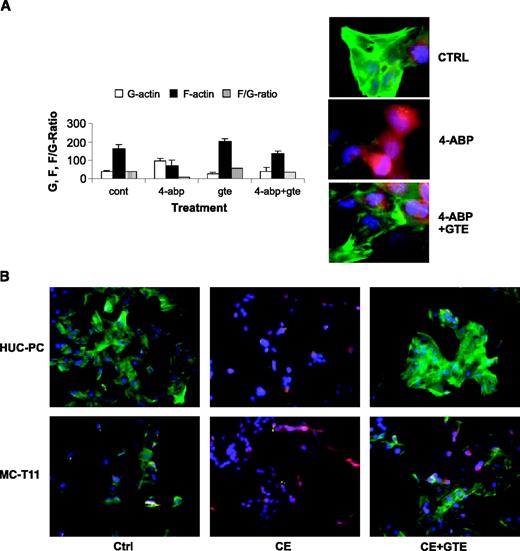 Fig. 2. GTE increased actin polymerization in 4-ABP treated HUC-PC cells (A) and restores actin polymerization in cytochalasin E (CE) treated HUC-PC and MC-T11 cells (B). A, HUC-PC cells were cultured under each of following conditions: solvent control, 4-ABP (200 μmol/L) only for 36 hours, GTE only (40 μg/mL) for 36 hours, and 4-ABP (200 μmol/L) for 12 hours followed by adding GTE (40 μg/mL) for 24 hours. F-actin, G-actin, and F/G-actin ratio were determined by DNase I inhibition assay as described in Materials and Methods. For G-actin and F-actin levels, values were expressed as μg per 106 cells, and F/G-actin ratio was expressed as the original value × 10. Note that 4-ABP decreased F-actin, increased G-actin, hence decreased F/G-actin ratio, whereas GTE restored actin polymerization with increased F-actin and F/G-actin ratio, and decreased G-actin, in cells preexposed to 4-ABP. Columns, mean of three independent experiments; bars, ±SD. For morphology, cells were processed as described in Fig. 1B and images were taken at 60× object. B, HUC-PC and MC-T11 cells were cultured under each of following conditions: solvent control, 20 nmol/L CE only for 48 hours and 20 nmol/L CE for 24 hours followed by adding GTE (40 μg/mL) for 24 hours. Cells were processed and fluorescence was labeled as described in Fig. 1B and images were taken at 20× object.