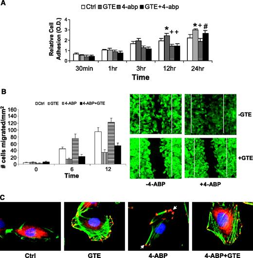 Fig. 3. Effects of GTE on cell adhesion (A), motility (B), and adhesion complex formation (C). In these experiments, cells were cultured with solvent control, GTE alone (40 μg/mL), 4-ABP alone (200 μmol/L), or GTE (40 μg/mL) plus 4-ABP (200 μmol/L). For adhesion analysis (A), cells growing on fibronectin-coated culture plates at specified time points were fixed with glutaraldehyde, stained with crystal violet, and measured by a microplate reader, as detailed in Materials and Methods. Columns, mean of three independent experiments; bars, ±SD. Note that after 12 hours of treatment, 4-ABP decreased adhesion significantly (+, P < 0.05; Student's t test) and GTE increased adhesion significantly (*, P <0.05; Student's t test). After 24 hours of incubation, cell adhesion was significantly increased in GTE + 4-ABP–treated cells compared with 4-ABP alone treated cells (#, P < 0.05; Student's t test). For migration assay (B), wound was created by a micropipette tip as described in Materials and Methods, and no. cells/mm2 migrated into the area of wound at different time point was counted. Columns, mean of three independent experiments; bars, ±SD. The accompanied photos showed F-actin staining of the area of wound after 12 hours of wound creation, whereas areas between the solid lines represented the distance of original wound at time 0. Photos were taken at 10× object. The increased adhesion and decreased motility in GTE alone or GTE + 4-ABP–treated cells correlated with the increased stress fibers and cell adhesion complex formation, as in C of the triple labeling of F-actin (green fluorescence), paxillin (red), and DNA (blue). Note that 4-ABP alone–treated cells had decreased stress fibers and polarized distribution of adhesion complex (white arrowhead), whereas GTE alone– or GTE + 4-ABP–treated cells had increased stress fiber and focal complex formation. The focal complex formation was distributed in the entire cell periphery. Images were taken at 100× object under oil immersion.