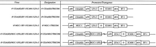Fig. 1. Schematic representation of the viral constructs.