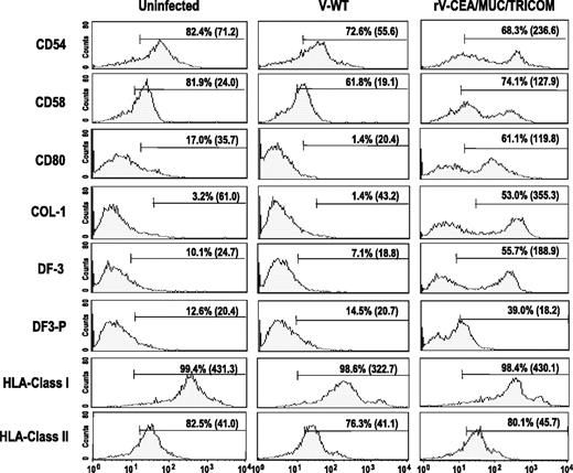 Fig. 2. Flow cytometric analysis of surface marker expression on human DCs uninfected, infected with control vector (V-WT), or infected with rV-CEA/MUC/TRICOM. DCs (1 × 106) were incubated in 1 mL of Opti-MEM medium at 37°C with rV-CEA/MUC/TRICOM or control vector (V-WT) for 1 hour, at an MOI of 5:1. The infected DCs were suspended in 10 mL of fresh, warm complete medium containing 100 ng/mL of rhGM-CSF and 20 ng/mL of rhIL-4 and then cultured for 24 hours. Numbers in each histogram indicate the percentage of positive cells and the mean fluorescence intensity (in parentheses).