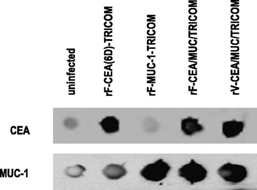 Fig. 4. Immunoblotting analysis of human DCs uninfected or infected with rF-CEA-TRICOM, rF-MUC-1-TRICOM, rF-CEA/MUC/TRICOM, and rV-CEA/MUC/TRICOM. Monoclonal antibodies COL-1 and DF-3 were used for the detection of CEA and MUC-1, respectively.