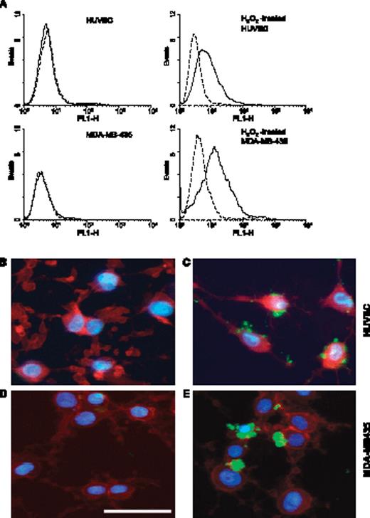 Fig. 2. Induction of 3G4 binding to intact HUVEC and MDA-MB-435 cells by H2O2 treatment as shown by fluorescence-activated cell sorting or immunohistochemistry. A, HUVEC or MDA-MB-435 cells were treated with H2O2 (200 μmol/L) for 1 hour at 37°C (see MATERIALS AND METHODS). The cells were washed and detached from the culture dish with trypsin. Cells were stained with 3G4 (—) or control mouse IgG3 (BBG3) (- - -) and were analyzed by cytofluorometry using a fluorescence-activated cell sorting. The instrument was gated on intact cells (propidium iodide negative). Top left, HUVEC; top right, H2O2-treated HUVEC; bottom left, MDA-MB-435; bottom right, H2O2-treated MDA-MB-435. B-E, the morphology of 3G4 binding to intact, nonpermeabilized H2O2-treated HUVEC was determined by treating adherent cells with H2O2 as above, washing the cells, and staining them with 3G4 or control mouse IgG3, BBG3, followed by FITC-labeled goat anti-mouse IgG antibody (green). The cells were then fixed with paraformaldehyde and permeabilized. The cytoskeleton was stained with Texas red–labeled phalloidin (red) and nuclei were counterstained with 4′ ,6-diamidino-2-phenylindole (blue). 3G4 bound to discrete regions of the plasma membrane having the appearance of membrane blebs. B, HUVEC stained with BBG3; C, HUVEC stained with 3G4; D, MDA-MB-435 cells stained with BBG3; E, MDA-MB-435 cells stained with 3G4. Cells not treated with H2O2 were not stained by 3G4. Scale bar, 50 μm.