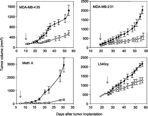 Fig. 4. Inhibition of tumor growth in mice treated with 3G4. Top left, established (0.6-0.7 cm diameter, 140 mm3 volume) human MDA-MB-435 breast carcinomas growing in the mammary fat pads of SCID mice. Top right, established (0.5-0.7 cm diameter, 110 mm3 volume) human MDA-MB-231 breast carcinomas growing in the mammary fat pads of SCID mice. Bottom left, small Meth A fibrosarcomas growing s.c. in syngeneic BALB/c mice. Bottom right, large (0.8-1 cm diameter, 370 mm3 volume) human L540 Hodgkin's tumors growing s.c. in SCID mice. Groups of 8 to 10 mice were injected i.p. with 100 μg 3G4 (○) or BBG3 (•) starting on the day indicated by the arrows. Treatments were continued thrice a week thereafter.