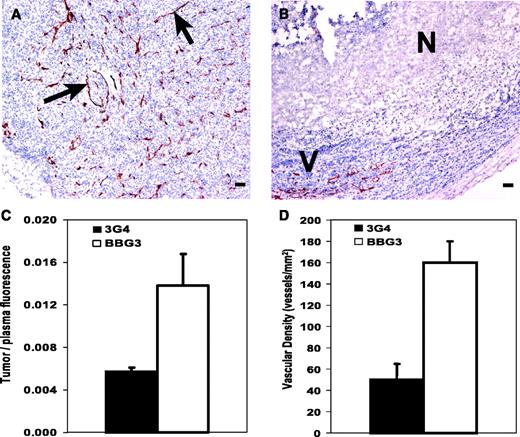 Fig. 5. Inhibition of tumor vasculature in 3G4-treated mice. SCID mice bearing orthotopic MDA-MB-231 human breast tumors were treated with 3G4 or BBG3 (100 μg per dose) i.p. thrice a week for 2 weeks. Mice were exsanguinated and tumors were removed. Frozen sections were prepared and stained with rat anti-mouse CD31 to detect vascular endothelium (A, B). Sections were counterstained with H&E. A, low-magnification view of tumor section from BBG3-treated mouse showing homogeneous distribution of blood vessels (arrows). B, low-magnification view of tumor section from 3G4-treated mouse showing necrotic (N) core surrounded by viable (V) tumor. Scale bar, 100 μm. C, tumor plasma volume (measured as tumor/plasma fluorescence ratio) was reduced in 3G4-treated mice. The plasma marker, FITC-dextran, was injected i.v. into mice bearing orthotopic MDA-MB-231 or MDA-MB-435 tumors, and after 30 minutes the fluorescence in the tumor and plasma was measured. D, vascular density was reduced in 3G4-treated mice. CD31-positive vessels per square millimeter are shown. Bars, SE.