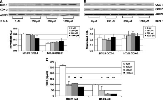 Fig. 1. Effects of ibuprofen on COX-1 and COX-2 expression and PGE2 production. Cells (1 × 105 cells/mL) were seeded in plates and incubated overnight. MC-26 cell (A) and HT-29 cell (B) were then treated with ibuprofen for 24 hours at various concentrations. Conditional medium was collected and cells harvested. COX-1 and COX-2 protein expression was determined by Western blot hybridization analysis. PGE2 (C) was quantified by ELISA. *, P < 0.05 versus vehicle; **, P < 0.01 versus vehicle.