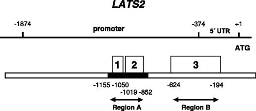 Fig. 1. Schematic representation of LATS2 5′ untranslated region and promoter region. Three open boxes (1, 2, and 3) correspond to the putative CpG islands. Arrows, regions (Region A and Region B) that were analyzed in their methylation status as described in MATERIALS AND METHODS. Closed box shows the highly homologous (81.4%) region between LATS1 and LATS2.