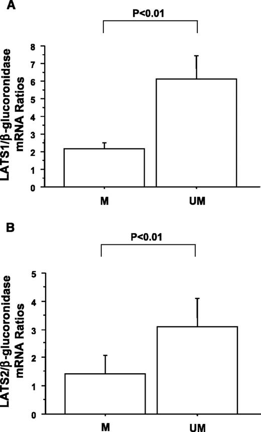 Fig. 3. Columns, mean value of LATS1 (A) and LATS2(B) mRNA levels between tumors with hypermethylation (M) and without hypermethylation (UM). Bars, SE.