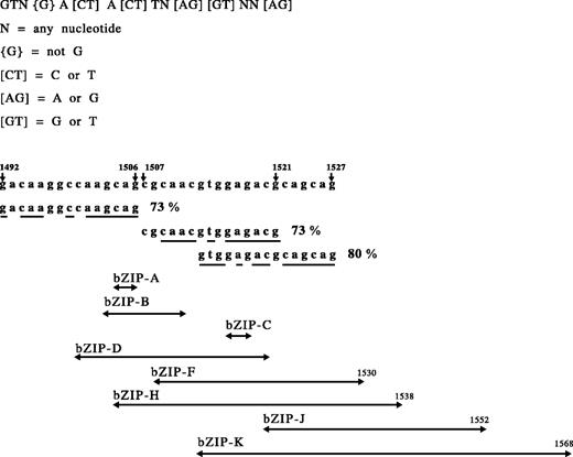 Fig. 1. Potential topoisomerase II sites in bZIP region of CEBPA gene. Top, consensus topoisomerase II recognition sequence (38, 39). Middle, partial bZIP sequence from nt1492 to nt1527, numbering according to Genbank accession no. U34070. Percentages of homologous rate at right side of potential topoisomerase II sites, showing hot spot at this area. Homologous nucleotides (underlined). Bottom, duplicated fragments of various bZIP mutants (↔).