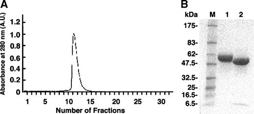 Fig. 1. A, purified HA22 (R490A) immunotoxin elution profile from Superose-12 gel filtration column chromatography. B, SDS-PAGE of HA22 (R490A) under nonreducing and reducing conditions. HA22 (R490A) was prepared as described in Materials and Methods and elution fraction 12 was analyzed on a 4-20% polyacrylamide gel. X-axis, number of fractions marked on the chromatogram. Lanes: molecular weight standards (lane M); nonreducing condition (lane 1); the purified HA22 (R490A) immunotoxin (lane 2) was reduced by boiling for 5 minutes in SDS sample buffer containing DTT. The gel was stained with Coomassie blue. The nonreduced dsFv immunotoxin migrated Mr ∼63,000 and dissociated into VL chain (Mr ∼12,000) and VH-PE38 fusion protein (Mr ∼51,000) by reduction.