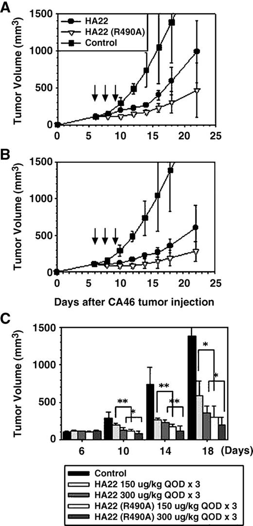 Fig. 3. Antitumor activities of HA22 and HA22 (R490A). CA46 cells were inoculated s.c. in SCID mice on day 0. A, on day 6, when tumors >100 mm3 developed, groups of 8 or 10 mice were either observed (▪) or began treatment with i.v. injections of HA22 (•) or HA22 (R490A; ▿) diluted in 0.2 mL PBS/0.2% human serum albumin. Therapy was given once every other day ×3 (on days 6, 8, and 10; arrows) at 150 μg/kg. B, the antitumor response of mice treated with HA22 (•) at 300 μg/kg every other day ×3 was contrasted with that of mice that were untreated (▪) or treated with HA22 (R490A) 300 μg/kg every other day ×3 (▿). No death was observed at these doses. Points, mean; bars, SD. C, comparisons between HA22 and HA22 (R490A) at each dose were statistically significant. *P < 0.05; **P < 0.001 (Wilcoxon's rank sum test).