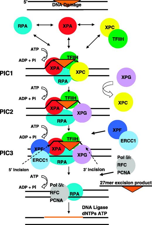 Fig. 1. Model for nucleotide excision repair. Damage is recognized by RPA, XPA, and XPC in a cooperative way. TFIIH is recruited to form pre-incision complex 1 (PIC1). XPG displaces XPC from PIC1 to form PIC2. Finally, XPF-ERCC1 is recruited to form PIC3 in which XPG makes the 3′ incision 6 ± 3 nucleotides 3′ from the damage site and XPF-ERCC1 makes the 5′ incision 20 ± 5 nucleotides 5′ to the damaged bases releasing the damage in the form of a 27-nucleotide-long oligomer. Repair synthesis proteins replication factor C, proliferating cell nuclear antigen, and DNA polymerases δ and ε fill the gap. Repair patch is sealed by DNA ligase.