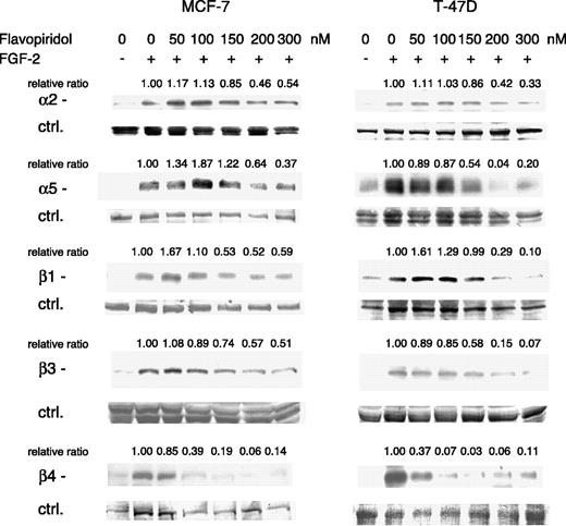 Fig. 2. Flavopiridol inhibits expression of integrins α2, α5, β3, and β4 up-regulated by FGF-2 on fibronectin. MCF-7 and T-47D cells were incubated at low density on fibronectin-coated tissue culture plates in standard medium (day 0). On day 1, the medium was replaced with fresh medium with and without FGF-2. On day 2, flavopiridol was added at the variable concentrations indicated along with fresh medium and FGF-2. On day 4, lysates were prepared and analyzed by Western blot with antibodies to the integrins shown. Nonspecific bands from Coomasie blue–stained membranes were used to verify equal loading (Ctrl.). Band intensities were measured using a densitometer. The ratios of the integrin band density to that of the control band density were normalized to the FGF-2–treated, no-flavopiridol treatment control ratios (relative ratios).