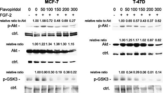 Fig. 5. Flavopiridol inhibits Akt activation induced by FGF-2 on fibronectin. Cells were incubated at low density on fibronectin-coated plates (day 0). Fresh medium with and without 10 ng/mL FGF-2 were added on day 1. Flavopiridol was added on day 2. Lysates were prepared on day 4 and analyzed by Western blot with anti phospho-Akt and total Akt antibodies and with antibody to phosphorylated Ser21/9 of GSK-3α/β isoforms. Nonspecific bands from Coomasie blue–stained membranes were used to verify equal loading. Band intensities were measured using a densitometer. The ratios of phospho-Akt/ control band densities to total Akt/control band densities in MCF-7 cells (different polyvinylidene difluoride membranes) or the ratio of the phospho-Akt /total Akt densities for T-47D (same restained membrane) were normalized to the FGF-2–treated, no-flavopiridol treatment controls (relative ratios to Akt). The ratios of total Akt/control bands or P-GSK3/control bands were also normalized to untreated controls (relative ratios).