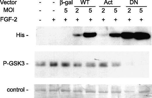 Fig. 6. Enforced expression of adenoviral-mediated Akt mutants in MCF-7 cells. Cells were incubated with FGF-2 on fibronectin-coated plates. On day 3, fresh medium was added containing FGF-2 and adenoviral vectors at the MOIs shown. Lysates were collected 24 and 72 hours later. Shown is the Western blot for His and phospho-GSK3 at 72 hours. Nonspecific bands on Coomasie blue–stained gels were used to determine loading. WT, wild-type; DN, dominant-negative.