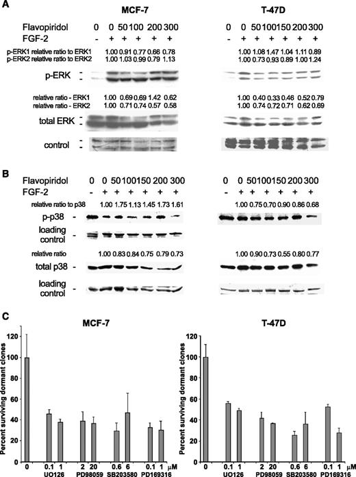 Fig. 7. Effects of flavopiridol on the activation state of MAP kinases (A) ERK and (B) p38. Cells were incubated on fibronectin with and without FGF-2 at low density. On day 3, flavopiridol was added at the variable concentrations shown. On day 4, lysates were prepared and analyzed by Western blot with antibodies to phosphorylated and total ERK and p38. Nonspecific bands on Coomasie blue–stained gels were used to determine loading. The ratios of phospho-ERKs/total ERKs and phospho-p38/total p38 (T-47D cells) or phospho-p38/control to total p38/control (MCF-7 cells) densities were normalized to the FGF-2–treated, no-flavopiridol treatment controls (relative ratios to ERK and relative ratios to p38, respectively). The ratios of total ERKs/control and total p38/control bands were also normalized to untreated controls (relative ratios). C, effect of MEK inhibitors and p38 inhibitors on survival of dormant clones. MCF-7 cells and T-47D cells were incubated with FGF-2 on fibronectin for 3 days, medium was changed and supplemented with variable concentrations of MEK inhibitors UO126 or PD98059 and p38 inhibitors SB203580 or PD169316 and fresh FGF-2, and incubated for an additional 3 days. Control cells were incubated in 10 μmol/L DMSO, the solvent used for the inhibitors. Dormant clones were counted after crystal violet staining on day 6. Bars, SD.