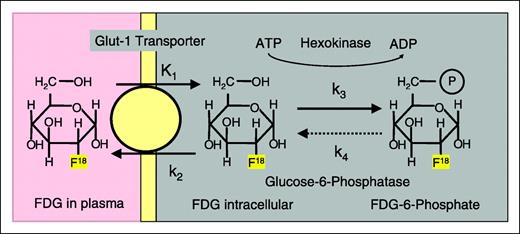 Fig. 1. Transport and metabolism of FDG. Following facilitated transport by GLUT-1 (k1), FDG is phosphorylated by hexokinase (k3). FDG-6-phosphate can neither undergo further metabolism nor diffuse out of cells. As the dephosphorylation (k4) reaction also occurs slowly, FDG-6-phosphate is trapped intracellularly and accumulates.