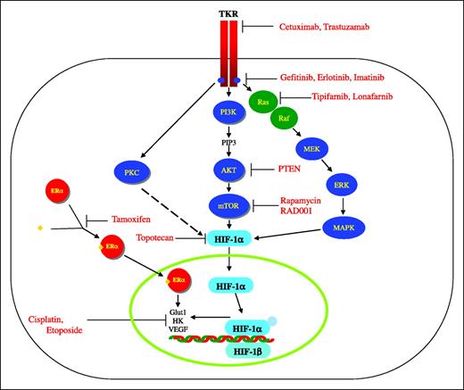 Fig. 2. Molecular targets of cytotoxic and cytostatic drugs in the pathways controlling glycolytic metabolism.