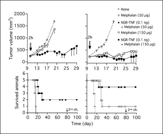 Fig. 4. Effect of NGR-TNF in combination with melphalan on RMA tumors. Mice bearing RMA tumors (five mice per group) were treated i.p. with NGR-TNF in combination with melphalan at day 10 after tumor implantation. NGR-TNF was given 2 hours before melphalan at the indicated doses. Top, tumor volume; bottom, animal survival. Mice that rejected the tumor rejected also a second challenge at day 80 (2nd ch.) with fresh tumor cells. Top, • versus ○ at day 20 (P < 0.001); ▪ versus □ at day 20 (P < 0.05).