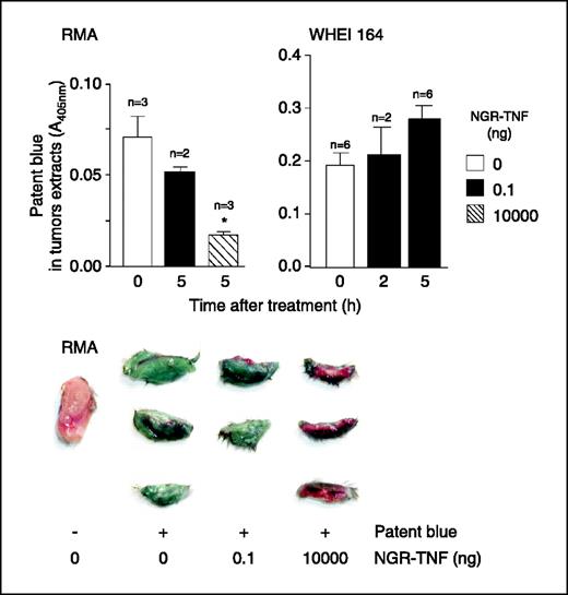 Fig. 6. Effect of NGR-TNF on tumor perfusion with patent blue. C57BL/6 and BALB/c mice bearing RMA or WEHI-164 tumors (diameter, 1.0-1.4 cm), respectively, were treated with murine NGR-TNF (0.1 or 10,000 ng) followed 2 or 5 hours later by patent blue. After 5 minutes, the animals were sacrificed and the tumors were excised, weighed, disaggregated, resuspended in PBS, and centrifuged. The amount of patent blue in tissue extract was then quantified by spectrophotometric measurements. The number of animals treated is indicated. Columns, mean; bars, SE. *, P < 0.05. Bottom, visual inspection of tumor sections 5 hours after treatment.