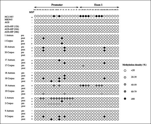 Fig. 2. Bisulfite DNA sequencing. Bisulfite DNA sequencing was done in three gastric cancer cell lines (NCI-N87, AGS, and MKN45) and seven sets of serial antral and corpus biopsies taken from patients before and after H. pylori eradication. Results of bisulfite DNA sequencing in AGS cell line after coculture with H. pylori for up to 48 hours. Each circle represented a single CpG site and the density of methylation was indicated by the color changes. Pre, baseline; post, after H. pylori eradication; MSP, methylation-specific PCR; +, positive; −, negative; HP, H. pylori.