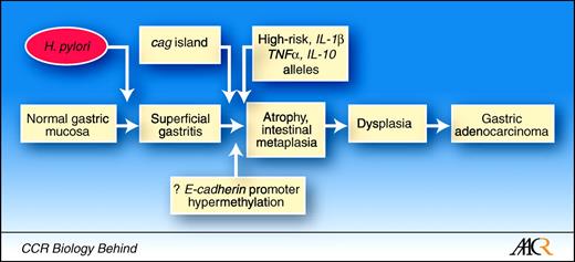 Fig. 1. Progression to intestinal-type gastric cancer. H. pylori infection leads to superficial gastritis over a period of weeks. The presence of proinflammatory host polymorphisms and the H. pylori cag pathogenicity island increase the risk of developing gastric atrophy, intestinal metaplasia, and gastric adenocarcinoma. Epigenetic inactivation of E-cadherin via promoter hypermethylation may also contribute to intestinal-type gastric cancer.