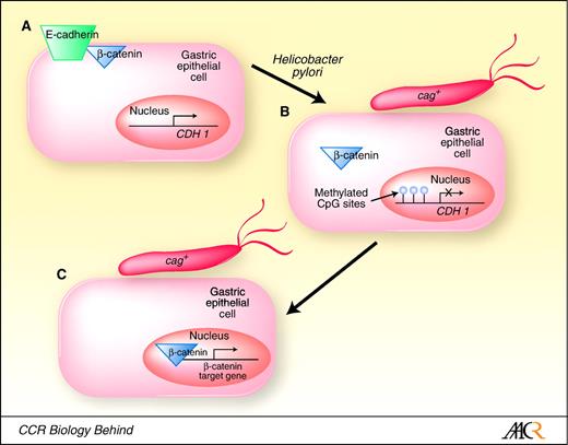 Fig. 2. Hypothetical model of β-catenin signaling in unstimulated (A) or H. pylori–infected gastric epithelial cells (B and C). A, in the absence of H. pylori, β-catenin is bound by E-cadherin at the cellular membrane and low steady-state levels of free β-catenin are present in the cytosol or the nucleus. B, after H. pylori infection, the E-cadherin promoter becomes hypermethylated, leading to inactivation of E-cadherin transcription. C, epigenetic inactivation of E-cadherin allows β-catenin to translocate to the nucleus and initiate transcription of genes implicated in carcinogenesis.