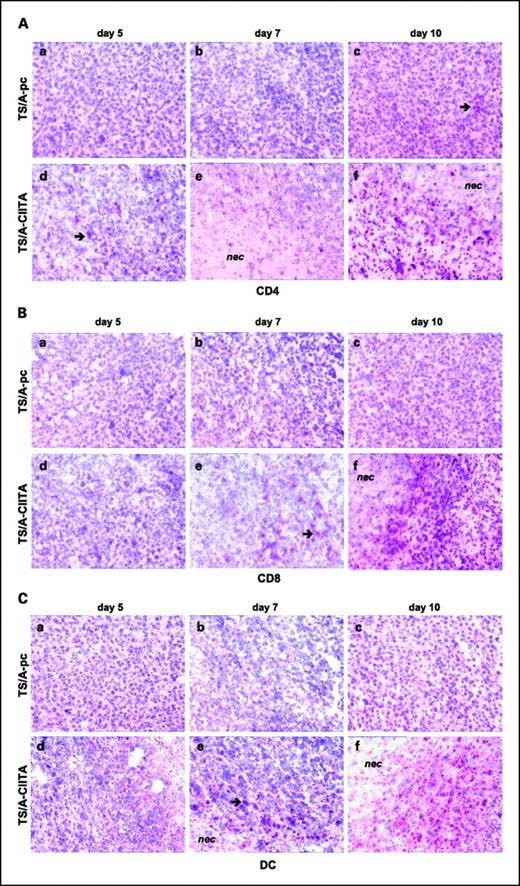 Fig. 2. Comparative immunohistochemical analysis of tumor tissues of animals injected with TS/A-pc or TS/A-CIITA 32.10.7 (TS/A-CIITA) cells. Cryostat sections of tumor tissues at days 5, 7, and 10 after cell injection were analyzed. Sections were stained with antibodies specific for CD4 (A), CD8 (B), dendritic cells (C), macrophages (D), or polymorphonucleates (E). Positive cells appear with red-purple staining over the counterstaining with Gill's hematoxylin. Diffuse areas of necrosis (nec) are visible in TS/A-CIITA tumors from day 7. Original magnification, ×400.