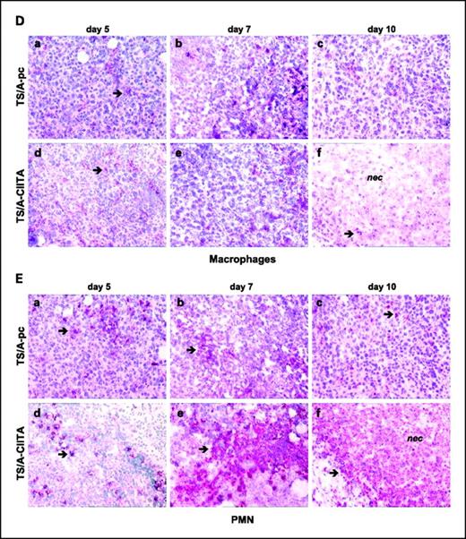 Fig. 2. Comparative immunohistochemical analysis of tumor tissues of animals injected with TS/A-pc or TS/A-CIITA 32.10.7 (TS/A-CIITA) cells. Cryostat sections of tumor tissues at days 5, 7, and 10 after cell injection were analyzed. Sections were stained with antibodies specific for CD4 (A), CD8 (B), dendritic cells (C), macrophages (D), or polymorphonucleates (E). Positive cells appear with red-purple staining over the counterstaining with Gill's hematoxylin. Diffuse areas of necrosis (nec) are visible in TS/A-CIITA tumors from day 7. Original magnification, ×400.