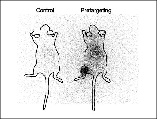 Fig. 5. Whole-body scintigraphic images of two nude mice with LS174T tumors in the left thigh at 17 hours after administration of 188Re-cMORF. Right, animal received MORF-MN14 2 days previously (pretargeting animal); left, animal did not receive the MORF-MN14 (labeled cMORF control).