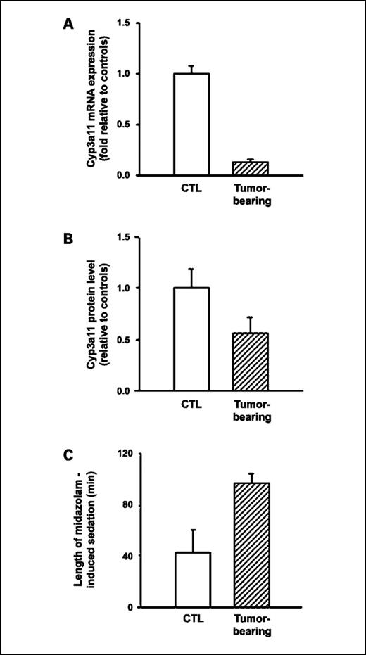 Fig. 2. The effect of EHS sarcoma on the mouse Cyp3a11 mRNA, CYP3A protein, and activity in vivo. A, relative quantification of hepatic mouse Cyp3a11 gene expression in tumor-bearing transgenic and control mice. Hepatic Cyp3a11 mRNA levels were determined by quantitative real-time PCR and normalized to GAPDH gene expression. B, quantification of mouse CYP3A protein in the liver of tumor-bearing transgenic control mice by Western blot analysis using a rabbit anti-rat CYP3A1 antibody. CYP3A protein expression was quantified by densitometry and then normalized to β-actin protein expression. C, measurement of CYP3A-mediated metabolism of midazolam in tumor-bearing FVB mice and control mice. Mice were given 60 mg/kg midazolam (i.p.) and the length of sedation was measured. Columns, average fold inhibition for six mice; bars, SE.