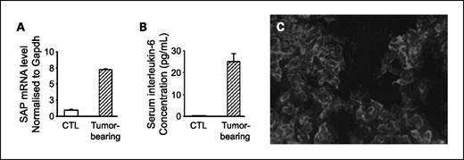 Fig. 3. The acute phase response and source of IL-6 in tumor-bearing mice. A, relative quantification of mouse acute phase reactant gene, SAP, in the liver of tumor-bearing transgenic mice and control mice. Hepatic SAP gene expression was determined using real-time PCR and normalized to GAPDH levels. Columns, mean fold induction of hepatic SAP mRNA levels; bars, SE. B, serum concentrations of IL-6 in tumor-bearing transgenic mice (n = 6) and controls (n = 6). Sera were analyzed for IL-6 concentrations by ELISA. Columns, average IL-6 concentration; bars, SE. C, immunolocalization of IL-6 in EHS tumor cells of tumor-bearing transgenic mice. Frozen sections were immunostained with rabbit anti-mouse anti-IL-6 antibody and Alexa Fluor488–tagged goat anti-rabbit IgG secondary antibody. Representative section of EHS tumor tissue exhibiting cytoplasmic localization of IL-6. Preneutralization of antibody by goat serum resulted in no positive immunostaining (control not shown). Bar, 50 μm.
