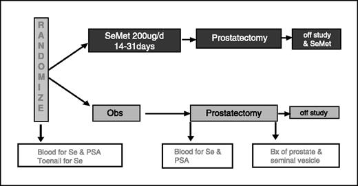 Fig. 1. Study design. This was a randomized controlled trial of patients with organ-confined prostate cancer. Patients were randomized to receive either standard of care observation or SeMet (200 μg/d orally) for 14 to 31 days until prostatectomy. Specimens were collected pre-study and at prostatectomy as follows: pre-study toenail (reflects long-term intake of selenium) and blood specimens were obtained for selenium measurement, and blood for “baseline” serum selenium and PSA. At the time of prostatectomy, blood was obtained for serum selenium and PSA, and prostate and SV tissue was harvested for assessment of selenium levels.
