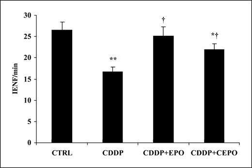 Fig. 2. Erythropoietin restores the loss of intraepidermal fibers in CDDP-treated rats. Skin biopsies were obtained at the end of the treatment. Columns, mean (number of IENF/mm) of seven to eight per group; bars, SE. *, P < 0.05 versus control (CTRL); **, P < 0.001 versus control; †, P < 0.001 versus CDDP.