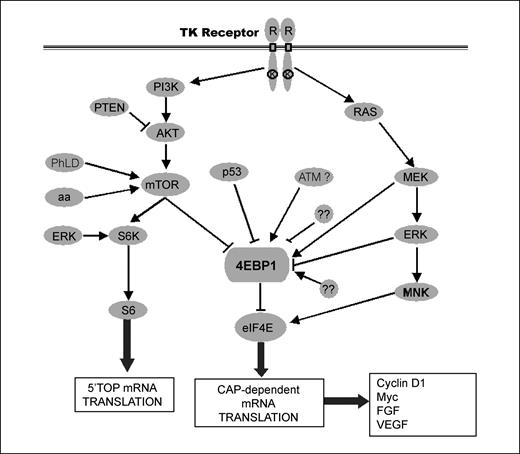 4E Binding Protein 1 A Cell Signaling Hallmark In Breast Cancer That 4e-binding-protein-1-a-cell-signaling-hallmark-in-breast-cancer-that