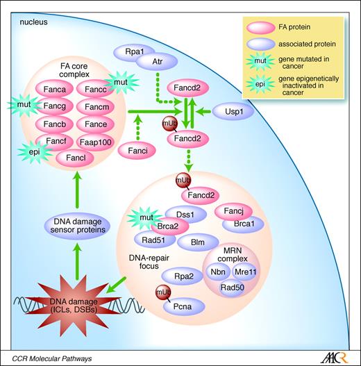 Fig. 1. Schematic representation of the FA pathway. For clarity, interactions of FA core complex proteins with DNA repair focus proteins (99) are not depicted.