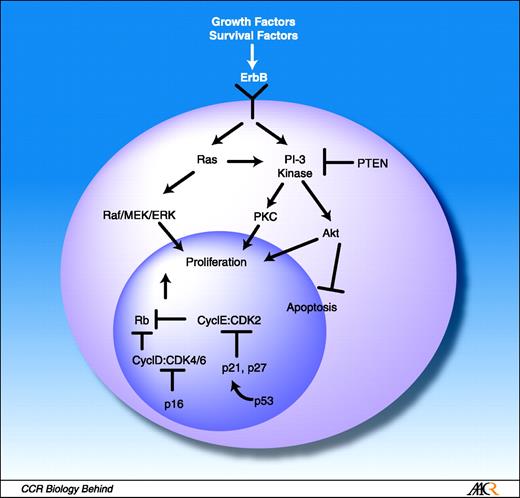 Fig. 1. Simplified schema of signaling through Erb receptor on dimerization. Conformational changes lead to autophosphorylation and initiation of divergent signal transduction cascades. The type I receptors signal through the Ras/Raf/mitogen-activated protein kinase (MEK)/extracellular signal–regulated kinase (ERK) pathway, stimulating cell division. Cell line evidence also suggests that the type I receptors modulate cell survival through activation of the Akt/phosphoinositol 3-kinase (PI3-kinase) pathway.