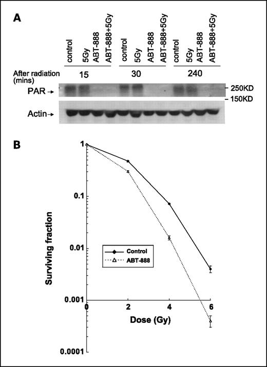 Fig. 1. PARP-1 inhibition attenuates radiation-induced PAR formation and reduces clonogenic survival. A, H460 lung carcinoma cells were incubated with ABT-888 5 μmol/L and immediately irradiated with 0 or 5 Gy. Total cell lysates were extracted 15, 30, or 240 min later. Equal amounts of protein per lane were probed with PAR antibodies. β-Actin was also probed to show equal loading. B, H460 cells were treated with either 5 μmol/L ABT-888 or a vehicle control, immediately followed by radiation doses of 0, 2, 4, or 6 Gy, and the drug was washed off after 6 h. After 8 d, colonies were stained and the scored colonies were graphed. Survival curves for H460 cells ± ABT-888 treatment. Points, mean; bars, SD (P = 0.024).
