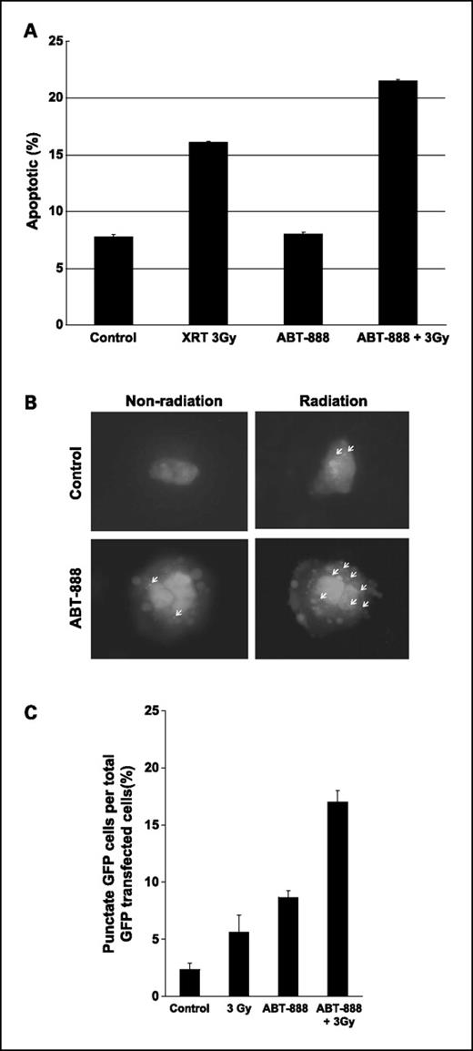 Fig. 3. Increased apoptosis and autophagy in treated H460 cells. A, H460 cells were treated with ABT-888 (5 μmol/L) and immediately irradiated with 3 Gy for radiation alone or combined groups. Cells were incubated for 6 h and then the medium was changed. Twenty-four hours after treatment, cells were incubated with Annexin V-FITC and propidium iodide, and analyzed by FACScan. The percentage of apoptotic cells for each group is shown. Data are shown as the mean of three experiments ±SD (P = 0.00002 for ABT-888/radiation versus radiation alone). B, GFP-LC3–transfected H460 cells were treated with ABT-888 (5 μmol/L) and immediately irradiated with 3 Gy for radiation alone or combined groups and then examined by fluorescence microscopy after 24 h. Punctate pattern of fluorescence seen in GFP-LC3–transfected H460 cells. Arrows, positive punctate staining examples. C, the percentage of cells with punctate GFP-LC3 fluorescence was calculated relative to all GFP-positive cells. Columns, mean; bars, SD (P = 0.003 for ABT-888/radiation versus radiation alone).