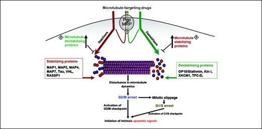 Microtubule-Associated Proteins as Targets in Cancer Chemotherapy ...