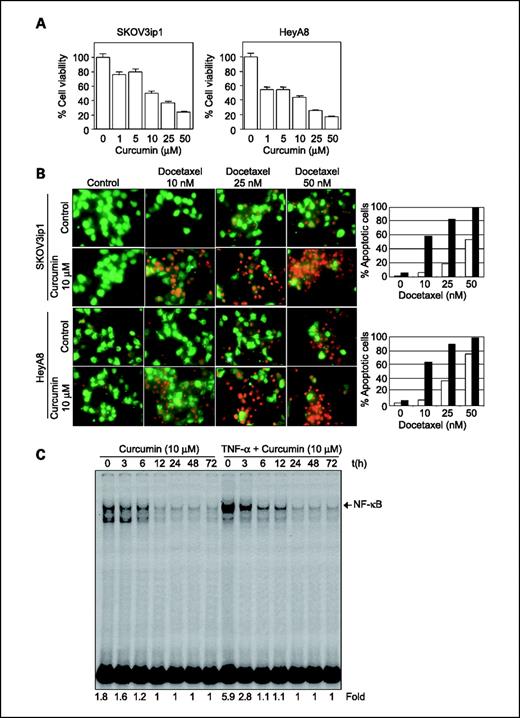 Fig. 1. A, cytotoxicity [3-(4,5-dimethylthiazol-2-yl)-2,5-diphenyltetrazolium bromide] graphs depicting the inhibitory concentration at 50% for SKOV3ip1 and HeyA8 cell lines in vitro. Varying doses of curcumin were given to HeyA8 and SKOV3ip1 cells (2,000 in 0.1 mL) for 72 h. Cell viability was analyzed by 3-(4,5-dimethylthiazol-2-yl)-2,5-diphenyltetrazolium bromide method. B, apoptosis induction by docetaxel with (black columns) and without (white columns) curcumin in SKOV3ip1 and HeyA8 cells. Cells were coincubated with medium or the IC50 dose of curcumin (10 μmol/L) and varying doses of docetaxel. C, EMSA shows curcumin-mediated inhibition of TNF-α–induced (0.1 nmol/L for 30 min) NF-κB activation. Cells were treated with 10 μmol/L curcumin for 3, 6, 12, 24, 48, and 72 h.