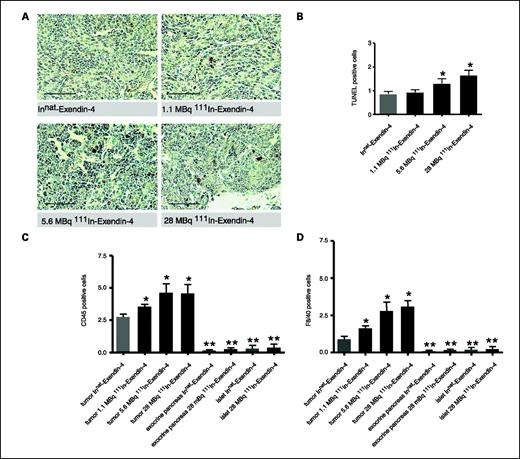 Fig. 3. Tumor cell death induced by [Lys40(Ahx-DTPA-111In)NH2]-Exendin-4 occurs by both apoptosis and necrosis. A, TUNEL staining of tumor sections. More apoptotic cells are visible in the 5.6 and 28 MBq groups than in the Innat and 1.1 MBq groups. Brown, TUNEL-positive cells. Bar, 50 μm. B, quantification of TUNEL-positive cells in tumors of treated and control-treated Rip1Tag2 mice, as indicated. The number of apoptotic tumor cells per 0.1 mm2 is 0.85 in the control group, 0.92 in the 1.1 MBq group, 1.30 in the 5.6 MBq group, and 1.64 in the 28 MBq group (P = 0.019, one-way ANOVA; Newman-Keuls test: *, P < 0.05 for the 5.6 and 28 MBq group, and P > 0.05 for the 1.1 MBq group). C, quantification of infiltrating CD45-positive cells in tumors, normal islets, and exocrine pancreas of control and treated mice, as indicated. In control mice, the number of CD45-positive cells per 0.05 mm2 was 2.8, in the 1.1 MBq group 3.6, in the 5.6 MBq group 4.7, and in the 28 MBq group 4.6. No increase in CD45-positive cells could be detected in morphologically normal islets or exocrine pancreas (P < 0.0001, one-way ANOVA; Newman-Keuls test: *, P < 0.05, **, P < 0.01). D, quantification of F4/80-positive macrophages in tumors, normal islets, and exocrine pancreas of Rip1Tag2 mice treated with [Lys40(Ahx-DTPA-111In)NH2]-Exendin-4 or nonradioactive [Lys40(Ahx-DTPA-natIn)NH2]-Exendin-4. The increase of tumor-infiltrating immune cells was almost exclusively due to an increase in macrophages. No increase in macrophage numbers could be detected in morphologically normal islets or exocrine pancreas (P < 0.0001, one-way ANOVA; Newman-Keuls test: *, P < 0.05, **, P < 0.01).