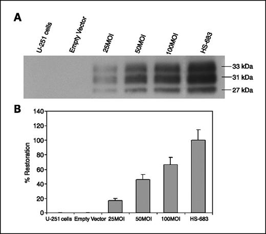 Fig. 1. A, Western blot analysis for the expression of TFPI-2 in the ECM of U-251 glioblastoma cells. U-251 cells were transfected with rAAVs engineered to express human TFPI-2 at concentrations of 25, 50, and 100 MOI, and the levels of TFPI-2 in the ECM of U-251 cells were determined by Western blotting. A 0.8-kb fragment of human TFPI-2 was cloned into a human adeno-associated viral vector (pCMV-MCS) at the BamH1 site. TFPI-2 protein from the ECM extracts of Hs 683 cells was used as a positive control. B, quantitative evaluation of the percentage restoration of TFPI-2 protein levels in U-251 cells. The Western blots were quantified using Image-Pro Discovery software to assess the percentage restoration of TFPI-2 protein levels in U-251 cells. Columns, mean (n = 6); bars, SD.