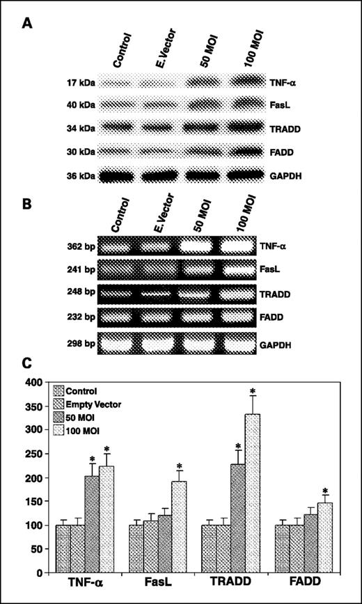 Fig. 6. A, Western blot analysis for the expression of TNF-α, FasL, FADD, and TRADD in rAAV-TFPI-2–transfected U-251 cells. Cells were transfected with 50 and 100 MOI of rAAV-TFPI-2. An empty vector (E. Vector) was transfected at a concentration of 100 MOI and used as a vector control. The membranes were reprobed for GAPDH content to show that similar amounts of protein were loaded in each lane. B, semiquantitative RT-PCR analysis for the expression of TNF-α, FasL, TRADD, and FADD mRNA in rAAV-TFPI-2–transfected U-251 cells using gene-specific primers. U-251 cells were transfected with rAAV-TFPI-2 at concentrations of 50 and 100 MOI. An empty vector transfected at a concentration of 100 MOI was used as a vector control. Total cellular RNA was isolated using RNeasy kit and ∼100 μg were amplified on a PCR machine. GAPDH mRNA was used as a housekeeping gene. C, real-time RT-PCR analysis using SYBR Green and gene-specific primers for the quantitative evaluation of TNF-α, FasL, TRADD, and FADD mRNA expression. U-251 cells were transfected with rAAV-TFPI-2 at concentrations of 50 and 100 MOI. AAV-CMV transfected at a concentration of 100 MOI was used as an empty vector control. Columns, mean of six samples; bars, SD. *, P < 0.001.