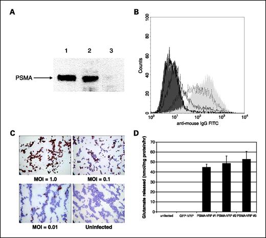 Fig. 1. PSMA-VRP directs high-level expression of native, cell surface PSMA. A, Western blot analysis of PSMA expression. BHK-21 cells were infected with PSMA-VRP or GFP-VRP at a MOI of 1. LNCaP cells (lane 1) and BHK-21 cells infected with PSMA-VRP (lane 2) or GFP-VRP (lane 3) were analyzed by Western blotting using PSMA mAb 544. B, BHK-21 cells were infected with PSMA-VRP and analyzed for PSMA expression by flow cytometry using PSMA mAb 3.9. Histogram overlays show MOIs of 3 (light shading), 0.3 (dotted line), 0.03 (thin line), 0.003 (heavy line), or uninfected cells (dark shading). C, immunohistochemistry of BHK-21 cells infected with PSMA-VRP at the indicated MOI. Sections were stained with PSMA mAb 3.1, and images were obtained at ×20 magnification. D, membrane fractions from infected and uninfected BHK-21 cells were analyzed for folate hydrolase activity. Cells were infected with PSMA-VRP or GFP-VRP at MOI of 1. PSMA-VRP membranes were prepared from each of three separate infections in T-150 flasks, and each membrane preparation was analyzed in triplicate. Columns, mean of triplicate reactions; bars, SD.
