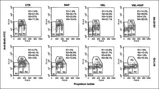 Fig. 2. Effect of vinblastine and rapamycin on neuroblastoma cell cycle progression. SH-SY5Y and GI-LI-N cells were exposed to either 2 or 1 nmol/L vinblastine, respectively, and 10 nmol/L rapamycin, given alone or in combination, for a total of 24 h. Cells were then analyzed for DNA synthesis by pulse labeling with BrdUrd. BrdUrd uptake (FITC, Y-axis) versus total cellular DNA content (propidium iodide, X-axis) was evaluated by densitometric fluorescence activated cell sorter analysis. The gates represent the different phases of the cell cycle (R1, sub-G1 phase; R2, G1 phase; R3, S phase; R4, G2-M phase).